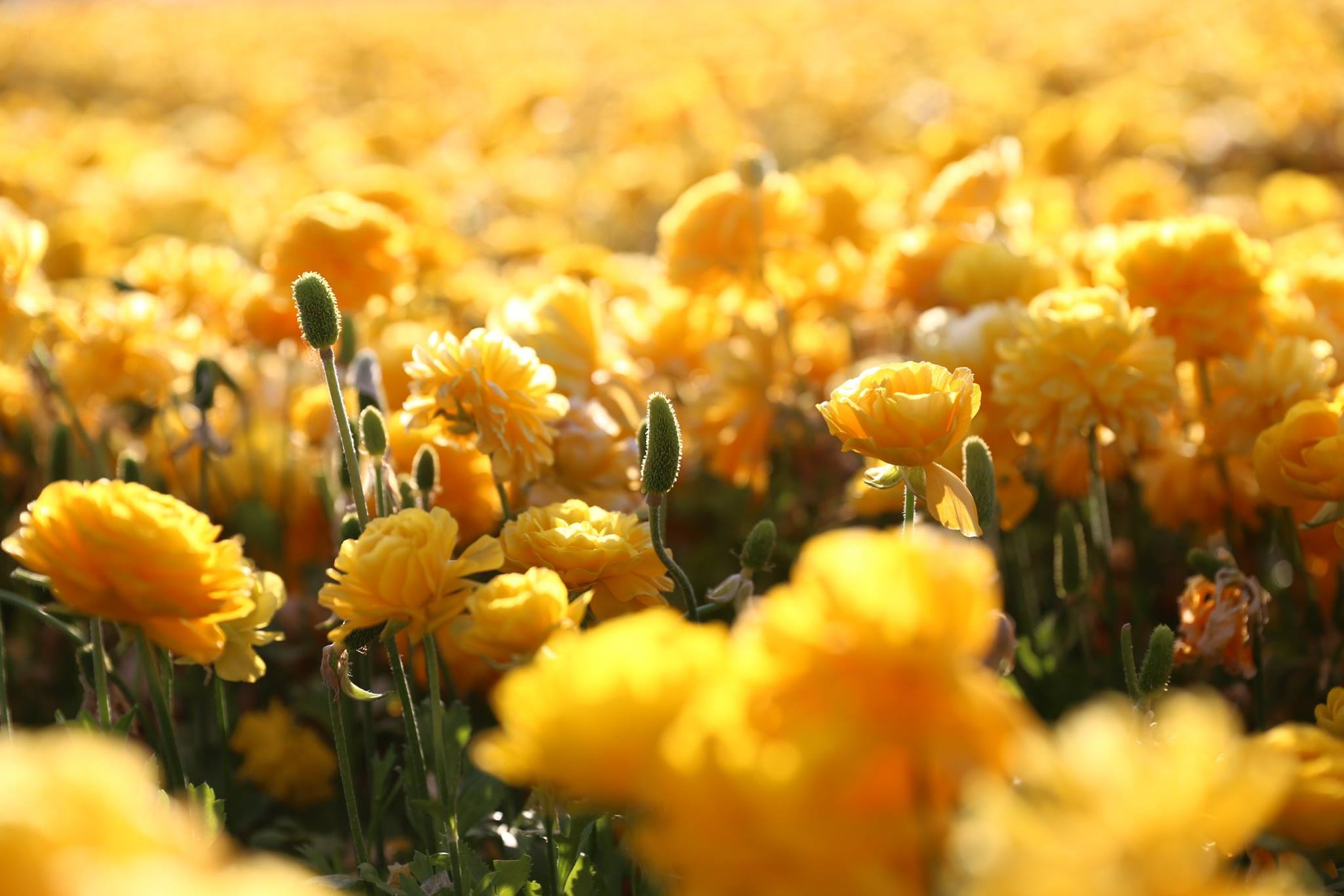 18156754_10155309089449525_8680741941006309528_o (1).jpg