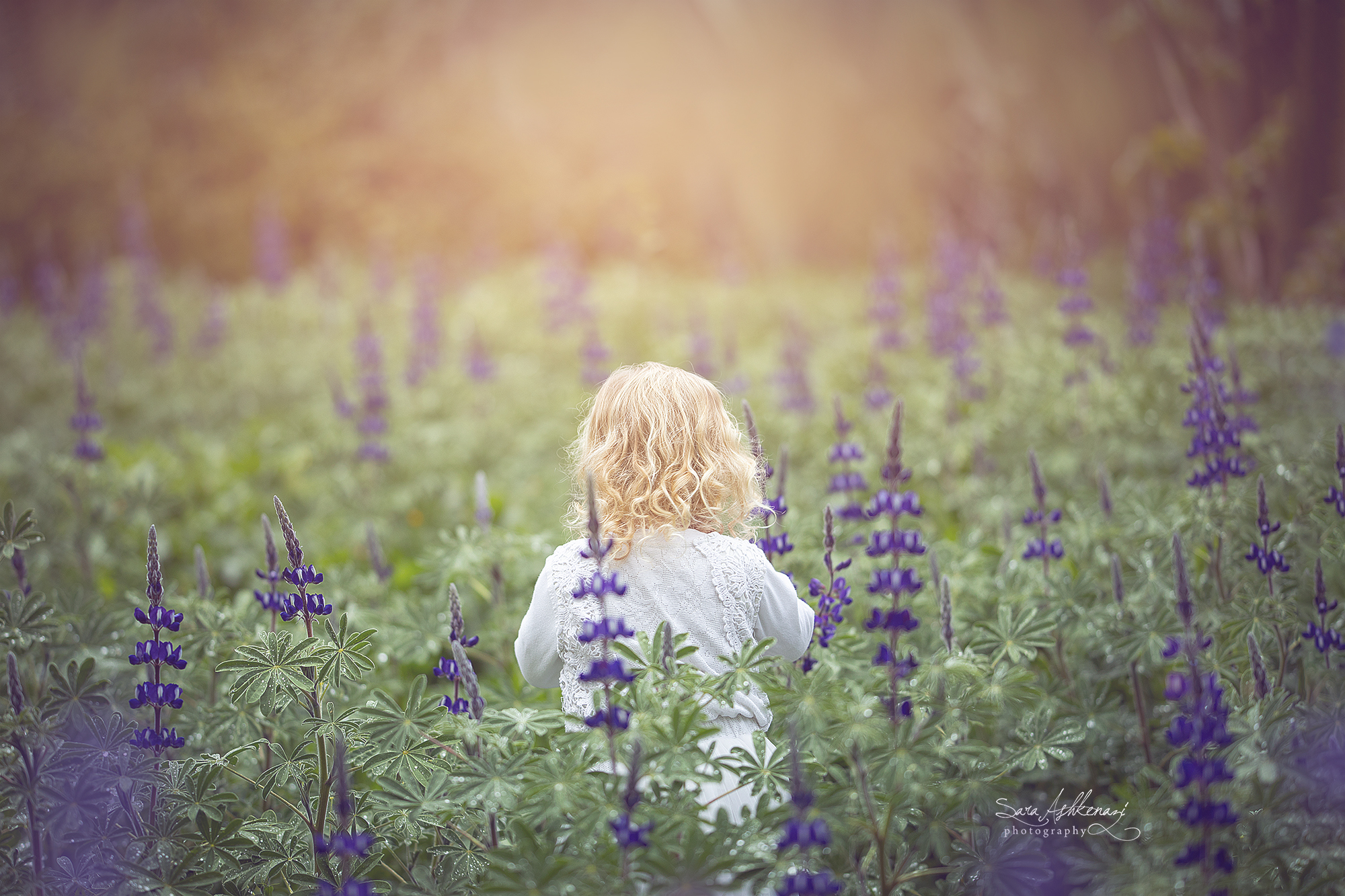 1I3A7308 ערוך מוקטן.jpg