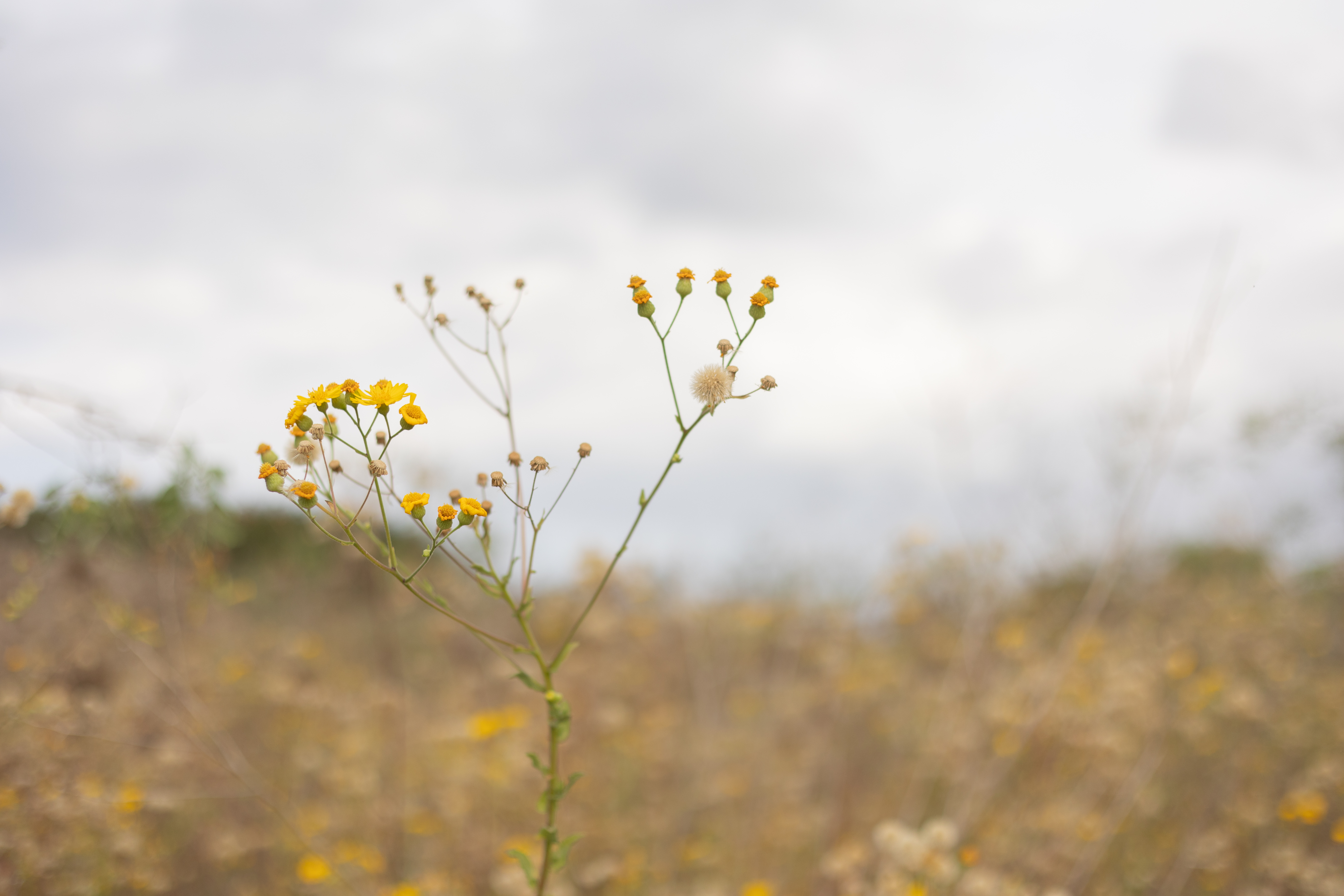 2שירה אהרוני צילום מקצועי.jpg