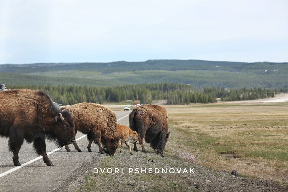 2020-05-19 001 290-01.jpg