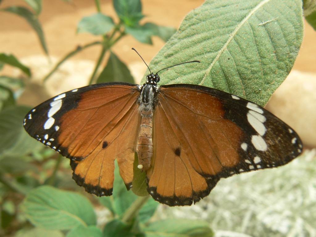 20250619_1728_פרפר  מקרוב_simple_compose_01jy49bxe5e1evat55fmewdbh6.jpg