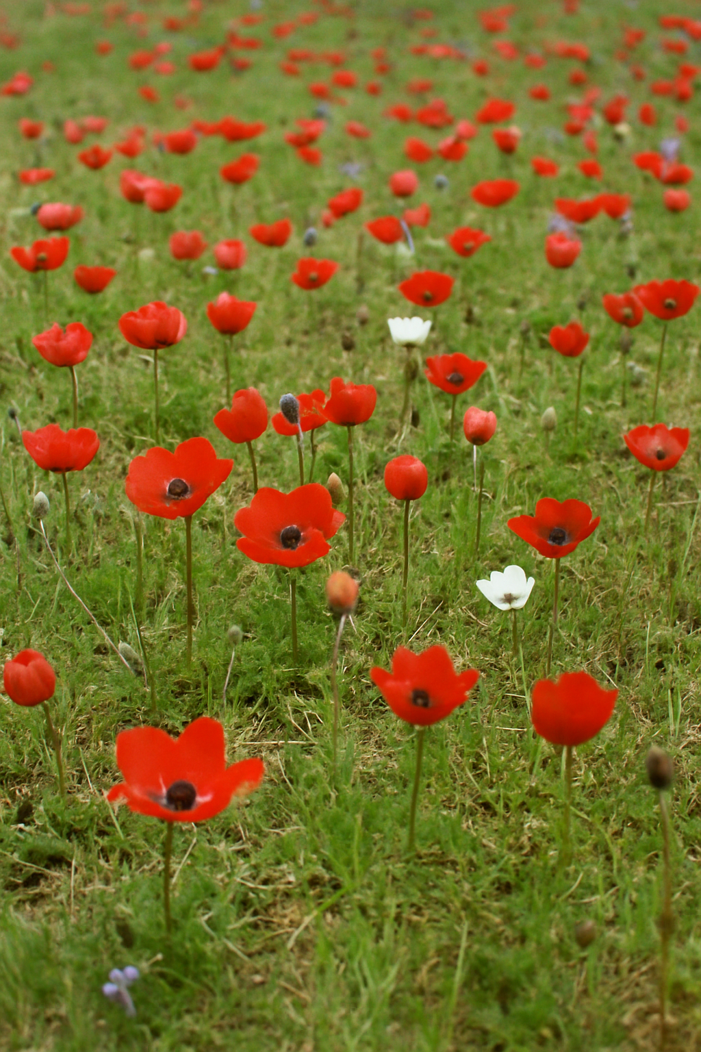 20251020_2122_שדה כלניות פורחות_simple_compose_01k81dp5m8ed8swjm2zjee2fre.png