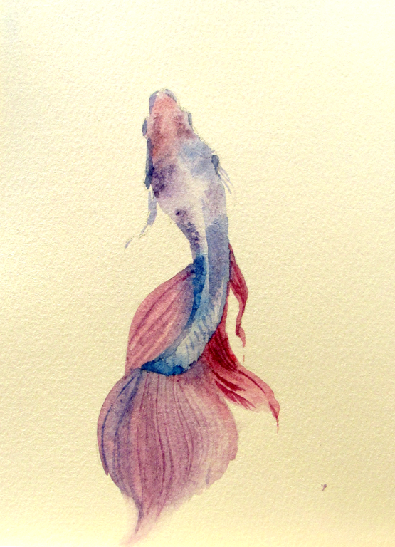 27דג טרופי.PNG