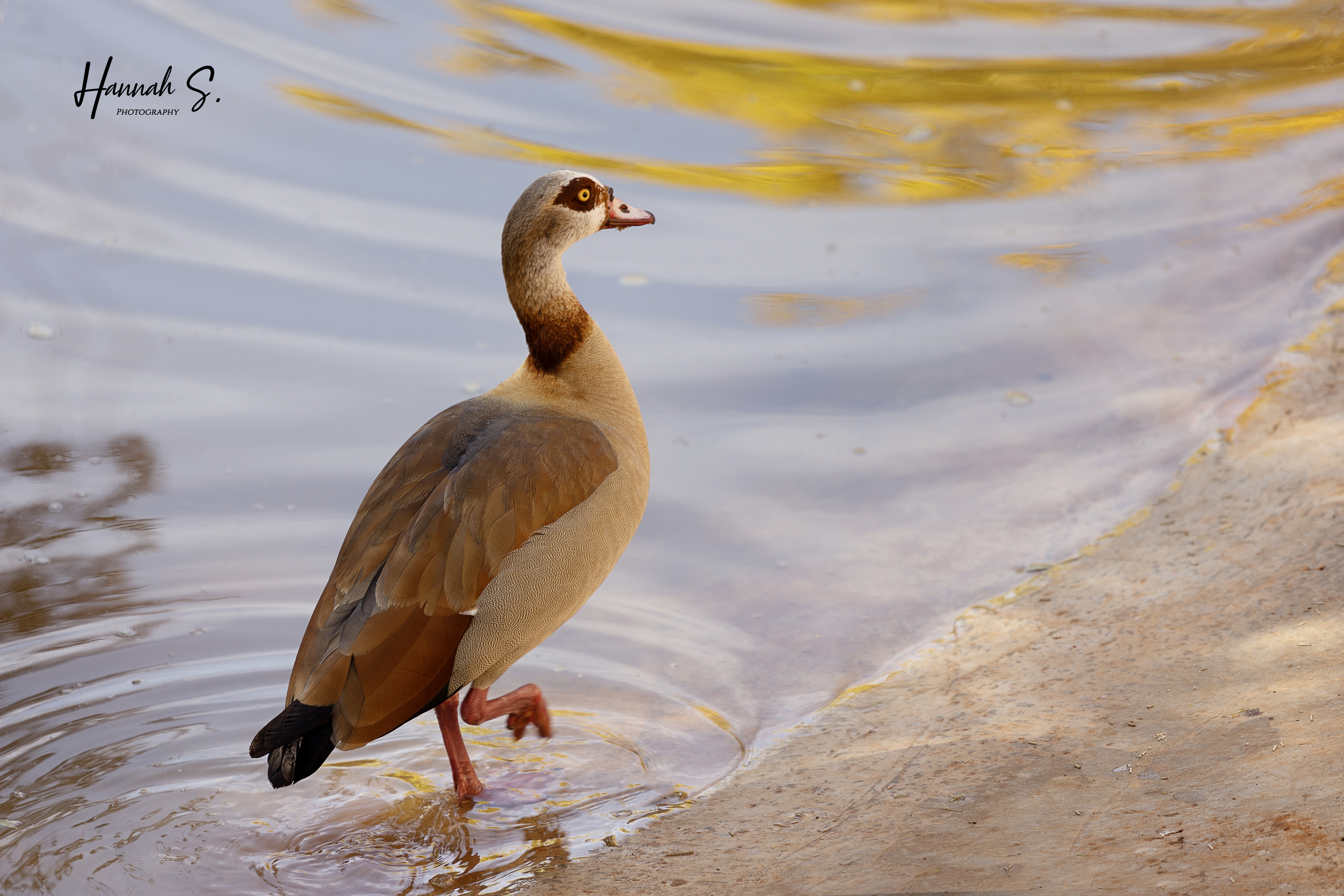 625A1596 copy+ copy_.jpg