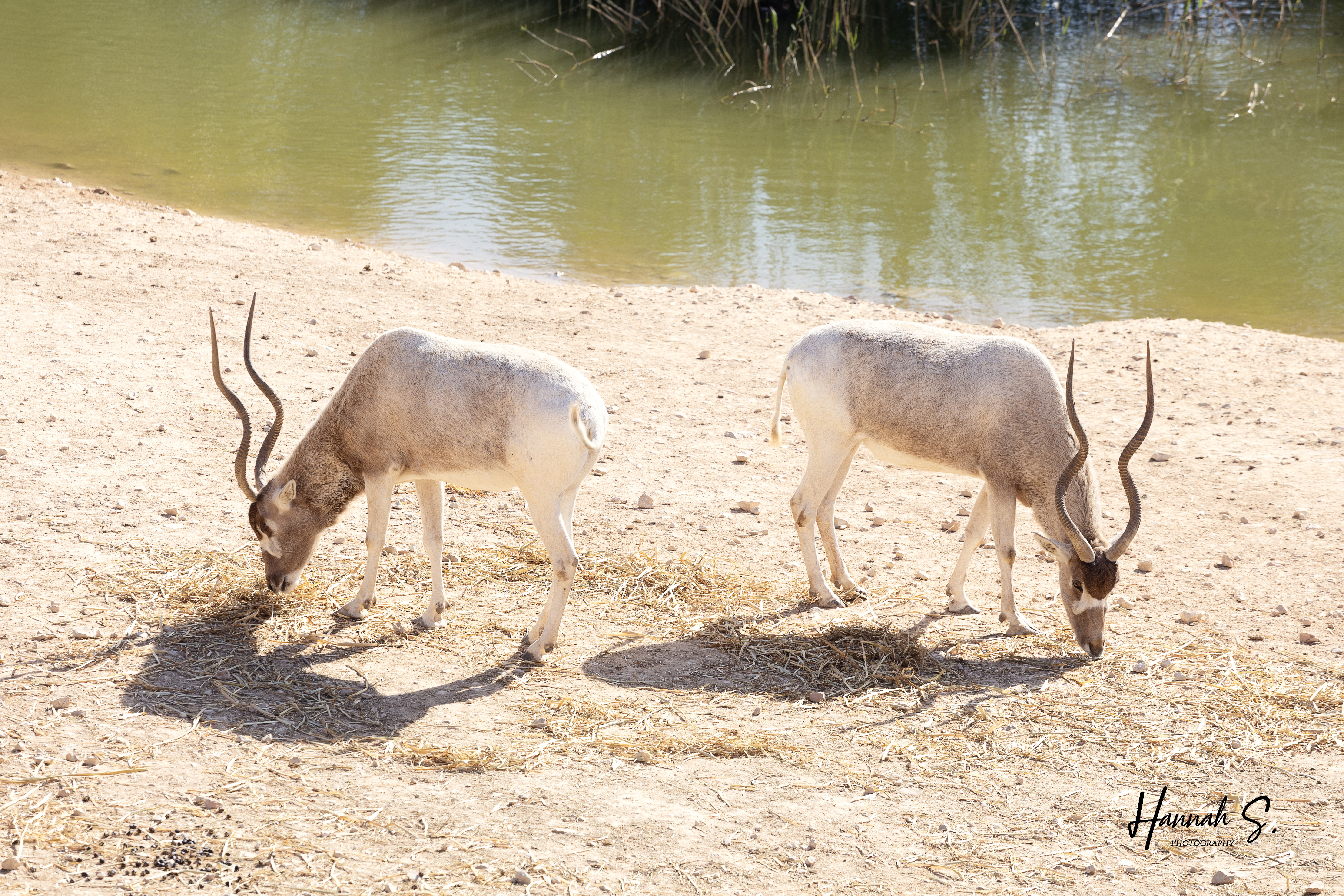 625A1659 copy+ copy___.jpg