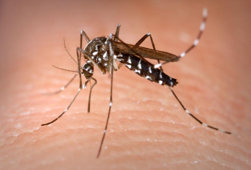 Aedes-albopictus-CDC-web.jpg