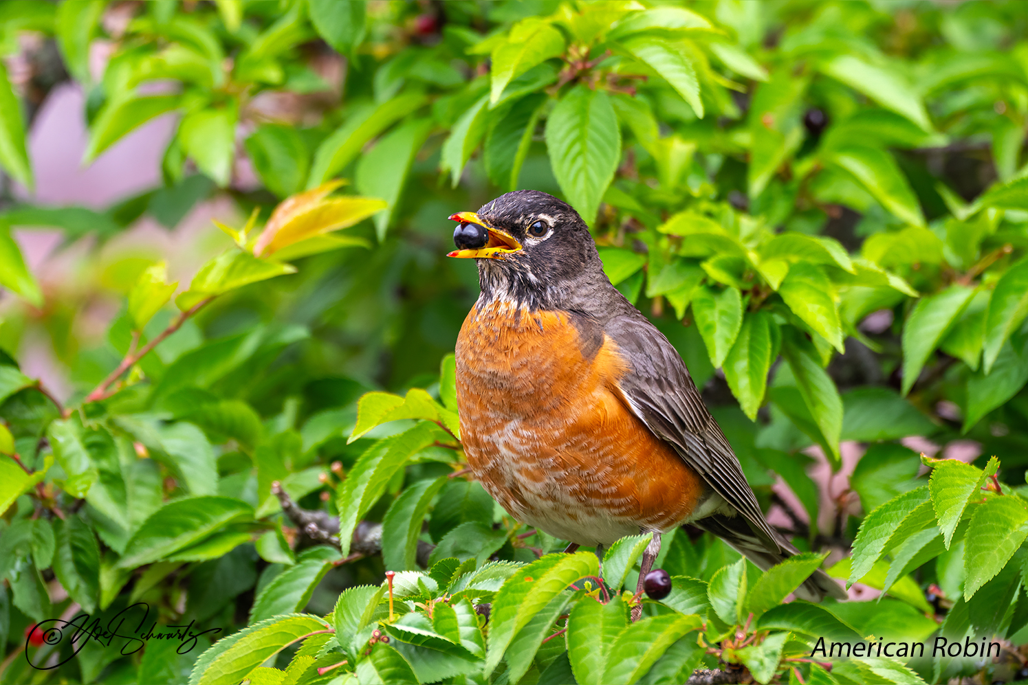 American Robin 005.jpg