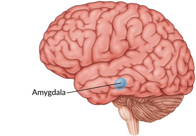 amygdala 1.jpg