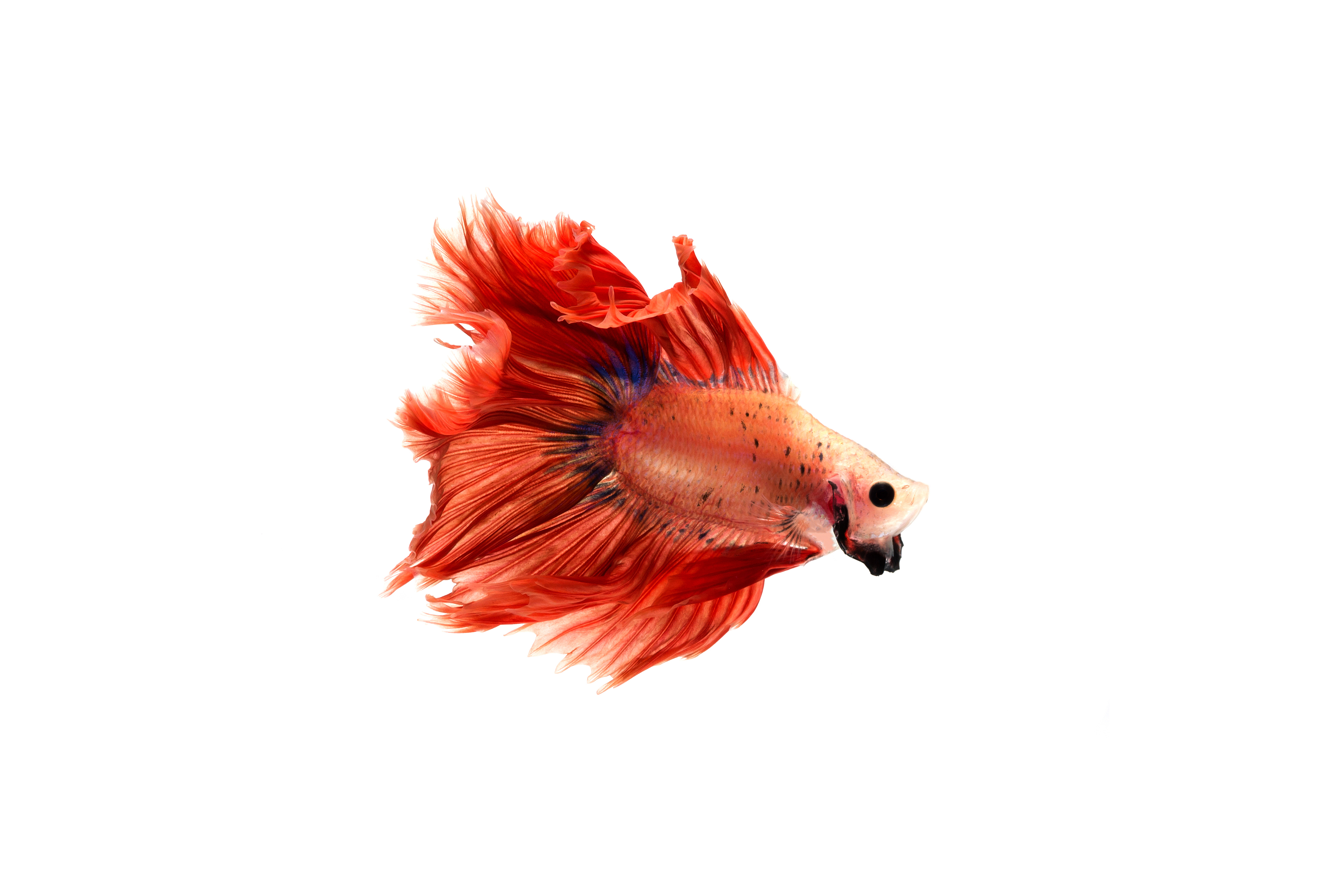 betta-fish.jpg