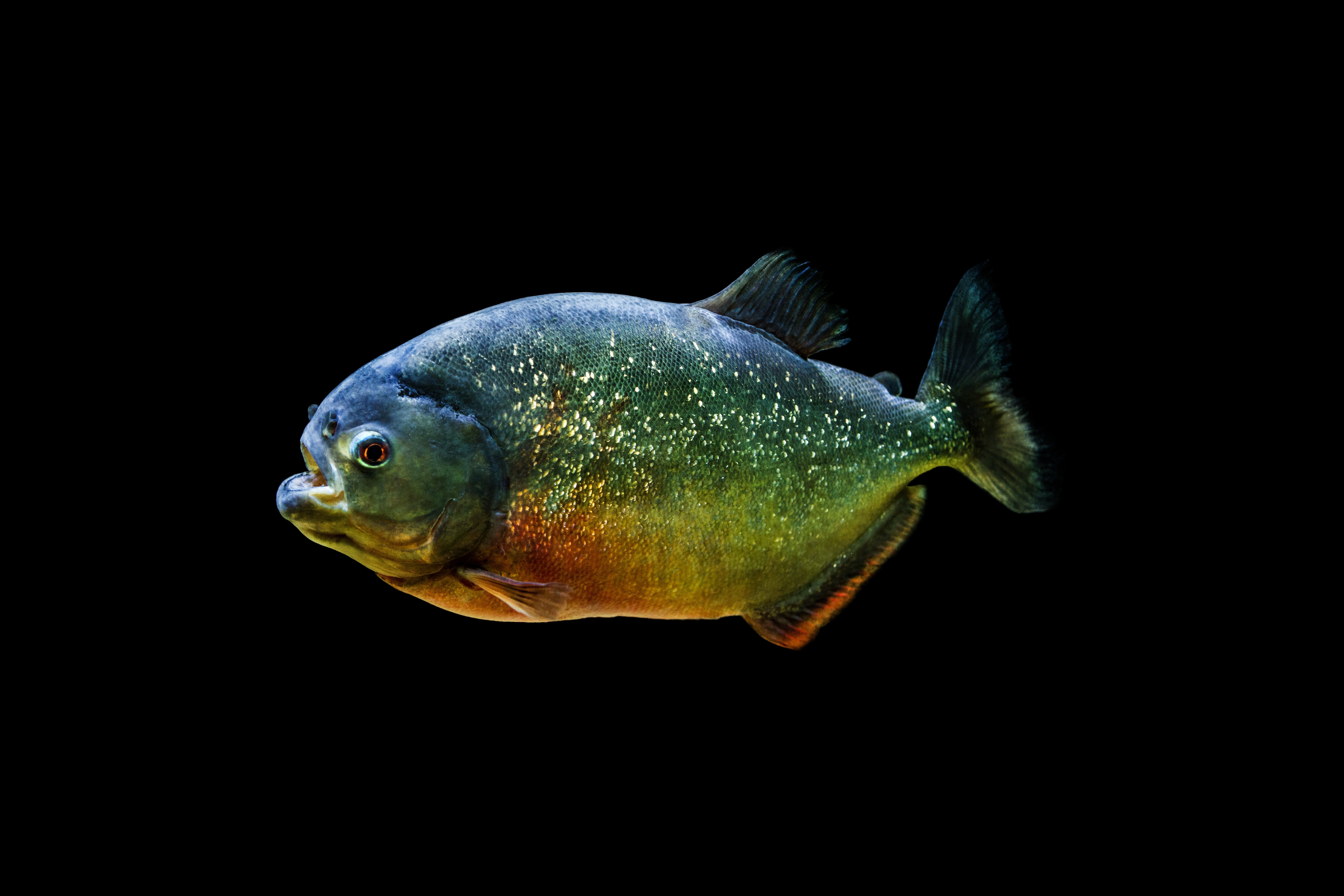 blackout-piranha.jpg