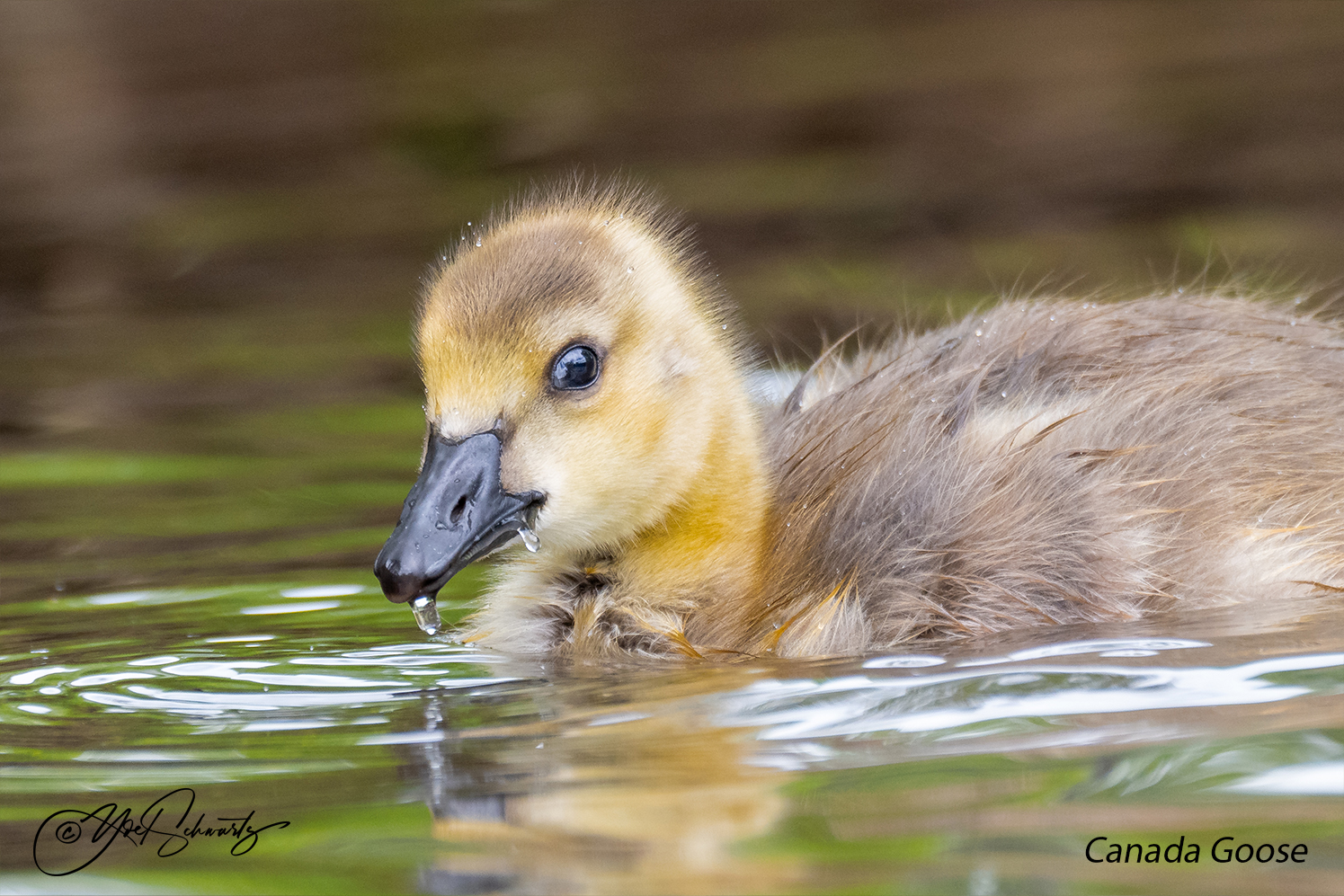 Canada Goose 009.jpg