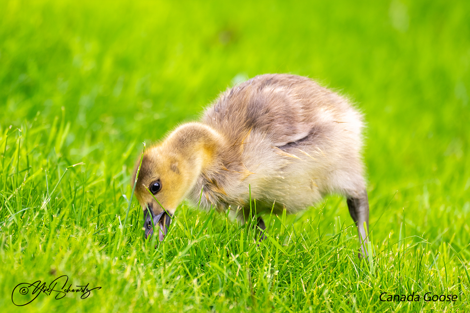 Canada Goose 018.jpg