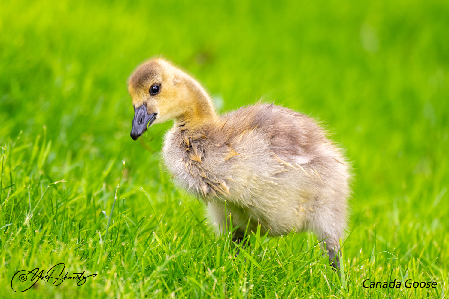 Canada Goose 021.jpg