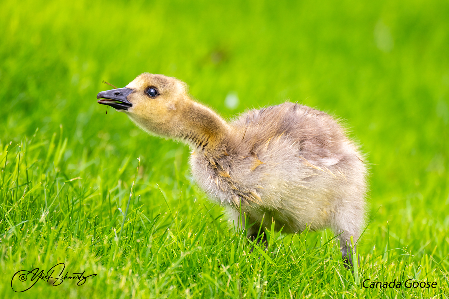 Canada Goose 022.jpg
