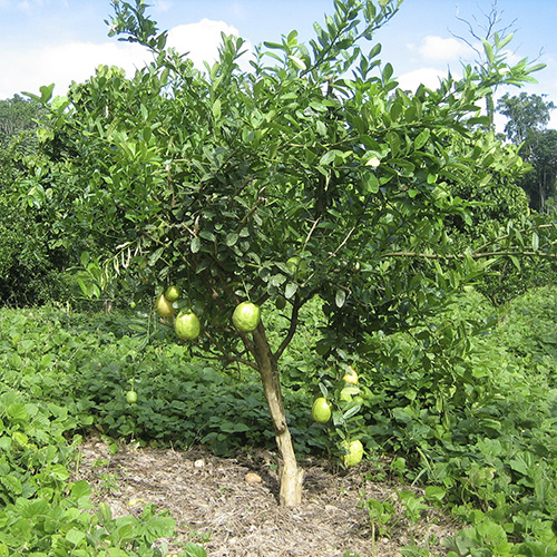 Cidra - Citrus medica.jpg