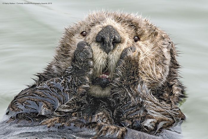 comedy-wildlife-photography-awards-winners-2019-9-5dd3a2bd83839__700.jpg