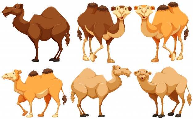 different-type-of-camels-standing_1308-2715.jpg