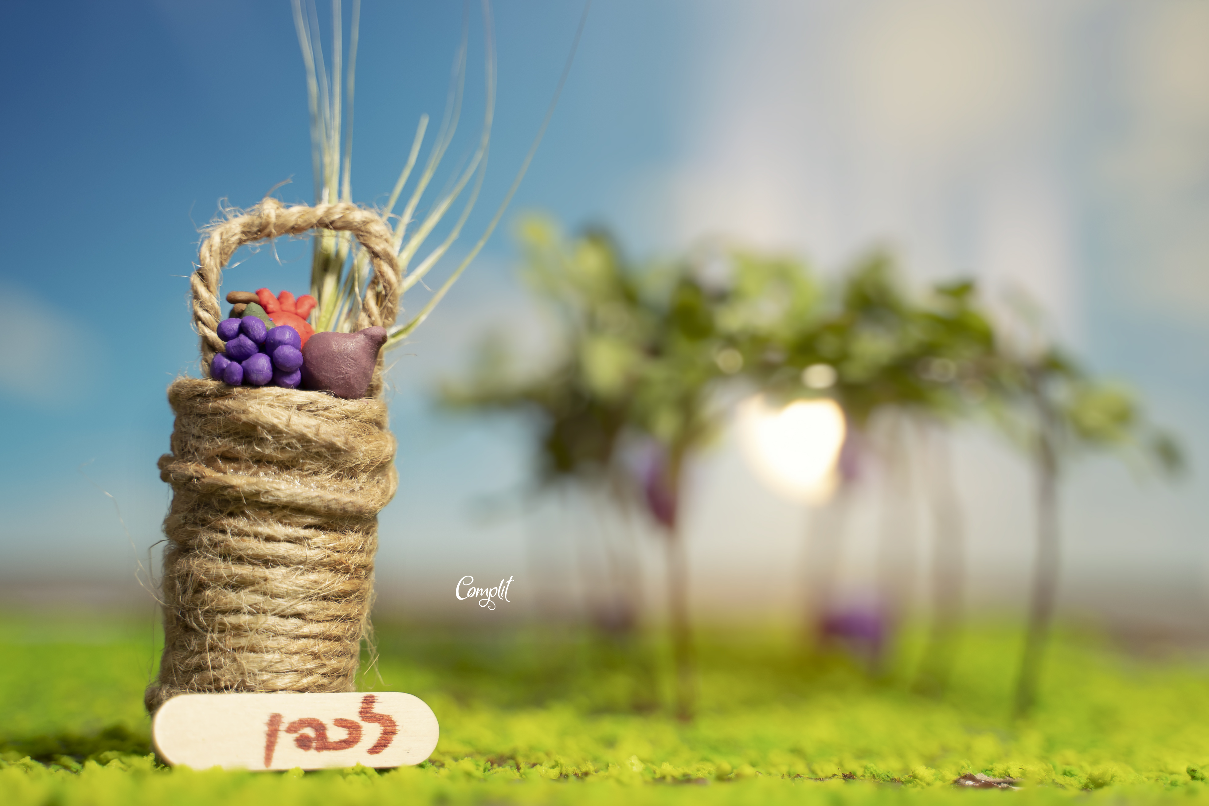 DSC09262 העתק.jpg