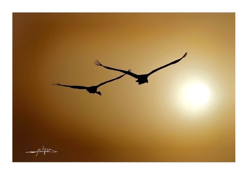 DSC_1473_800_מסגרת_ח_7 (1) (1) (1) (1) (1) (1) (1) (1).jpg