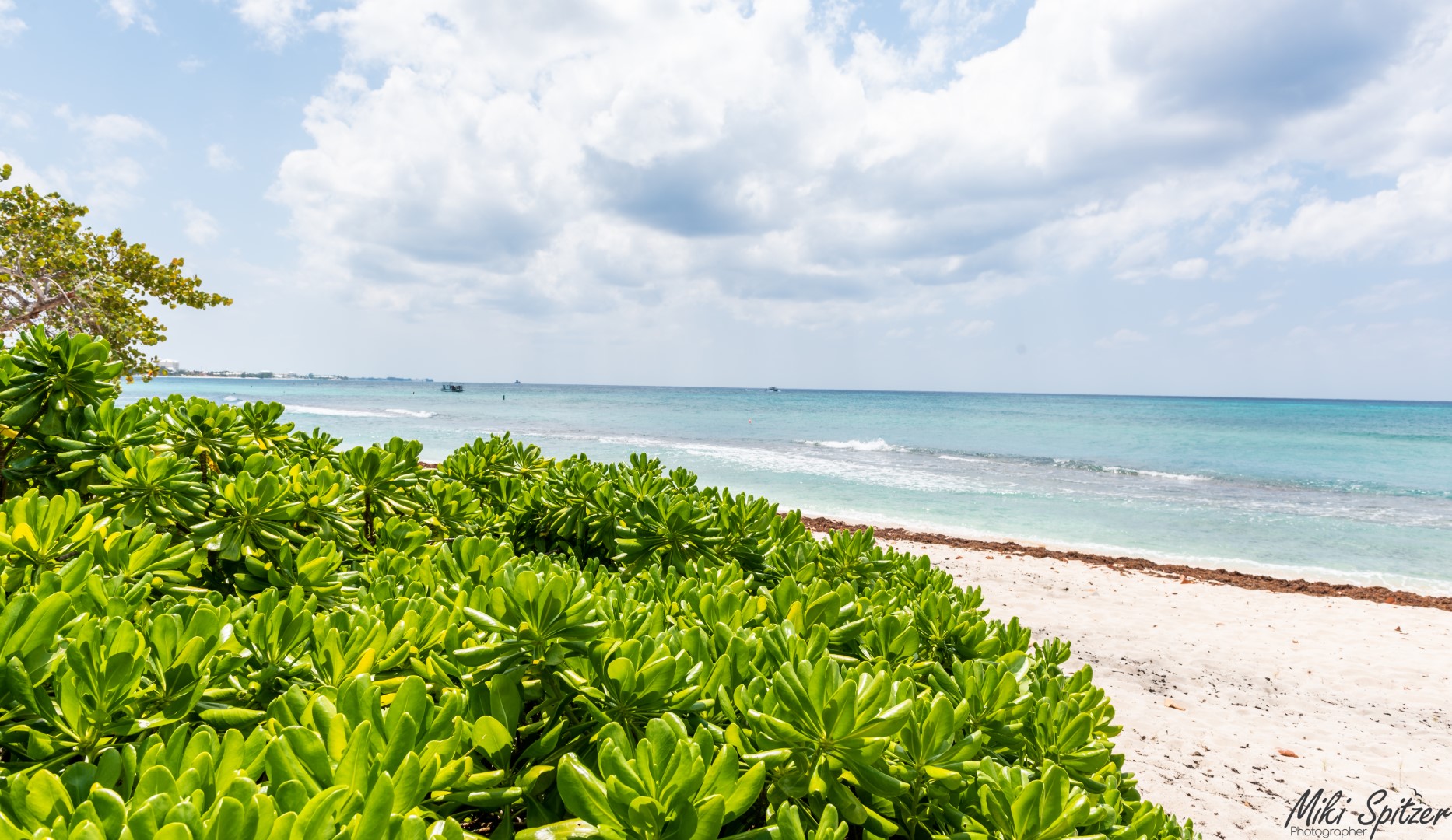 DSC_8036 (Large).jpg