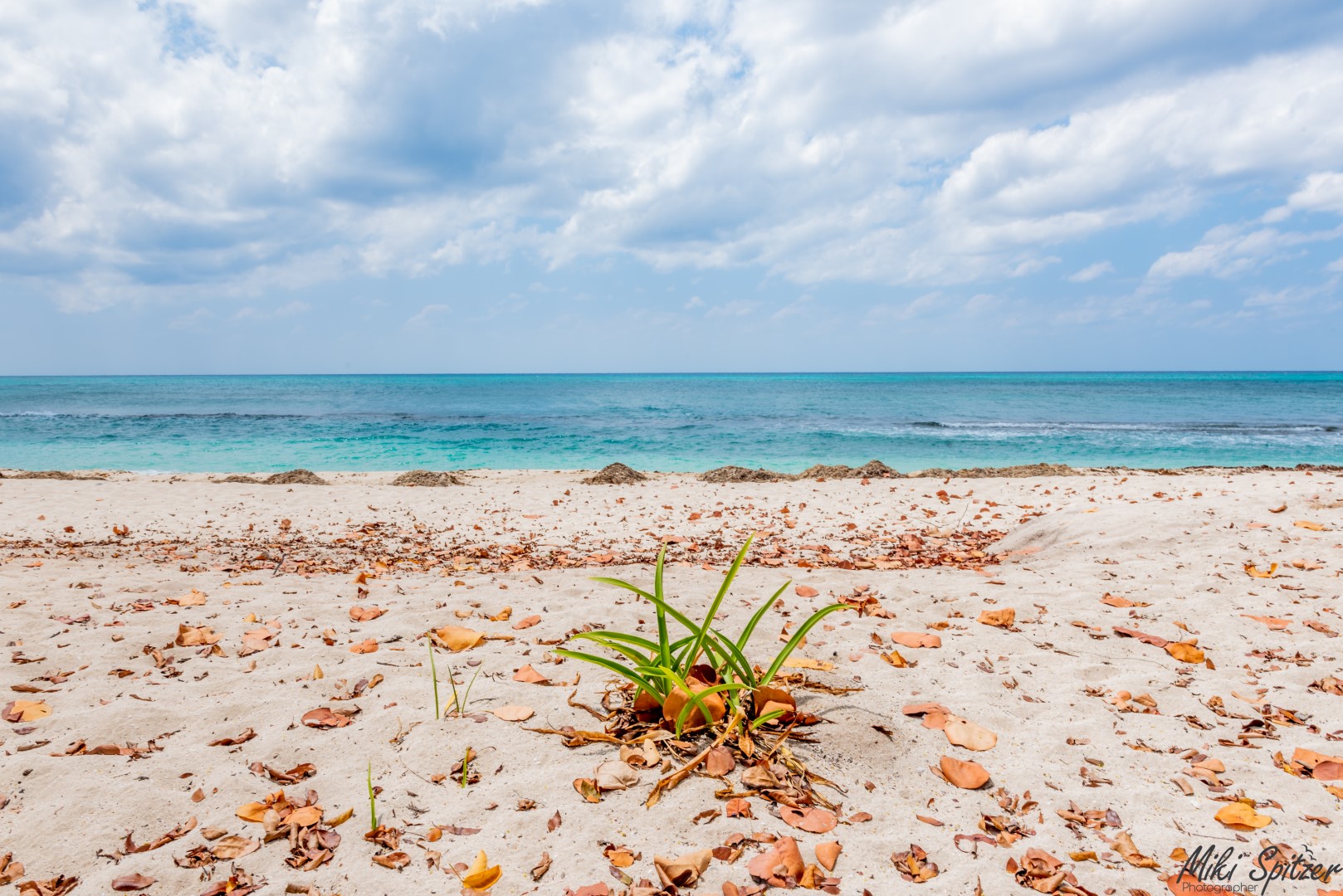 DSC_8041 (Large).jpg