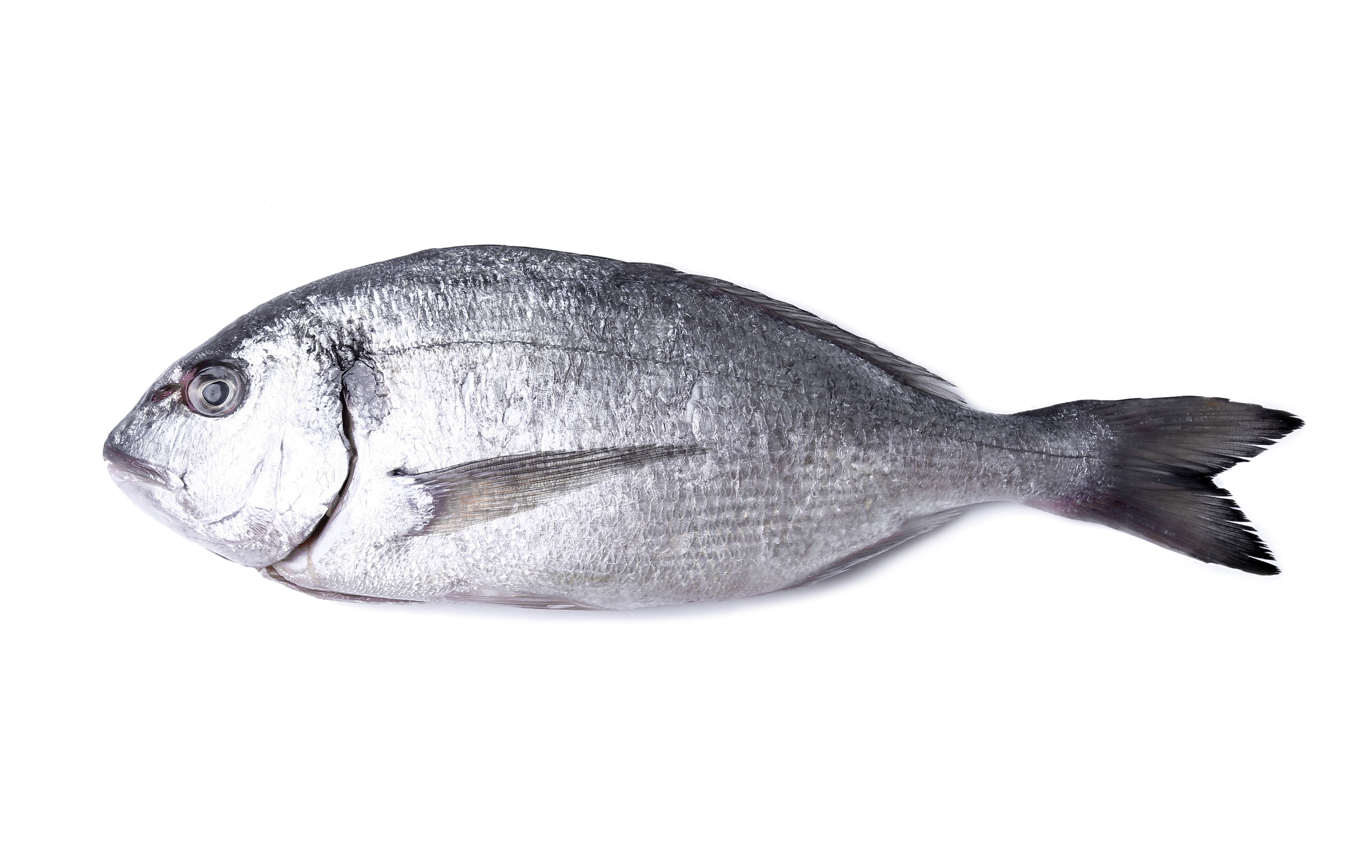 fresh-fish-white.jpg