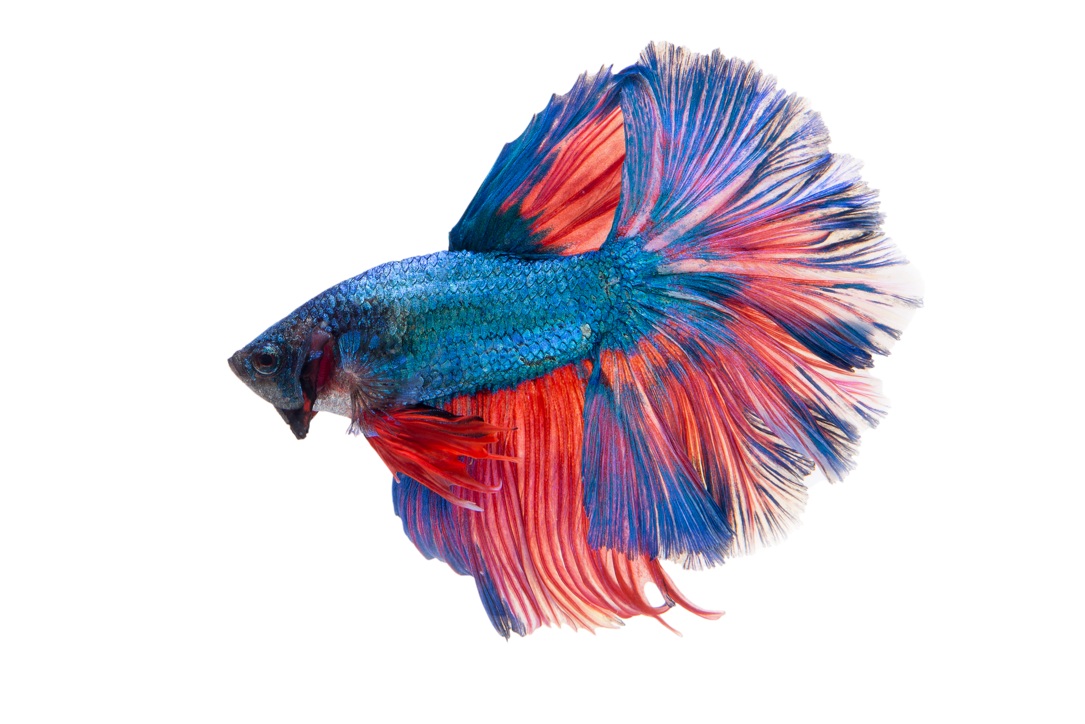 halfmoon-fancy-betta-fish.jpg