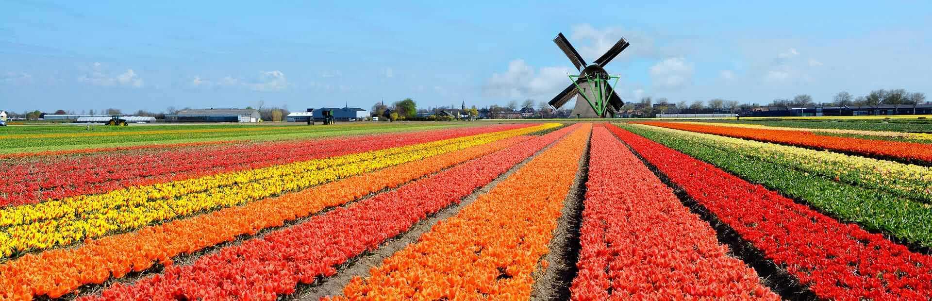 holland-big1.jpg