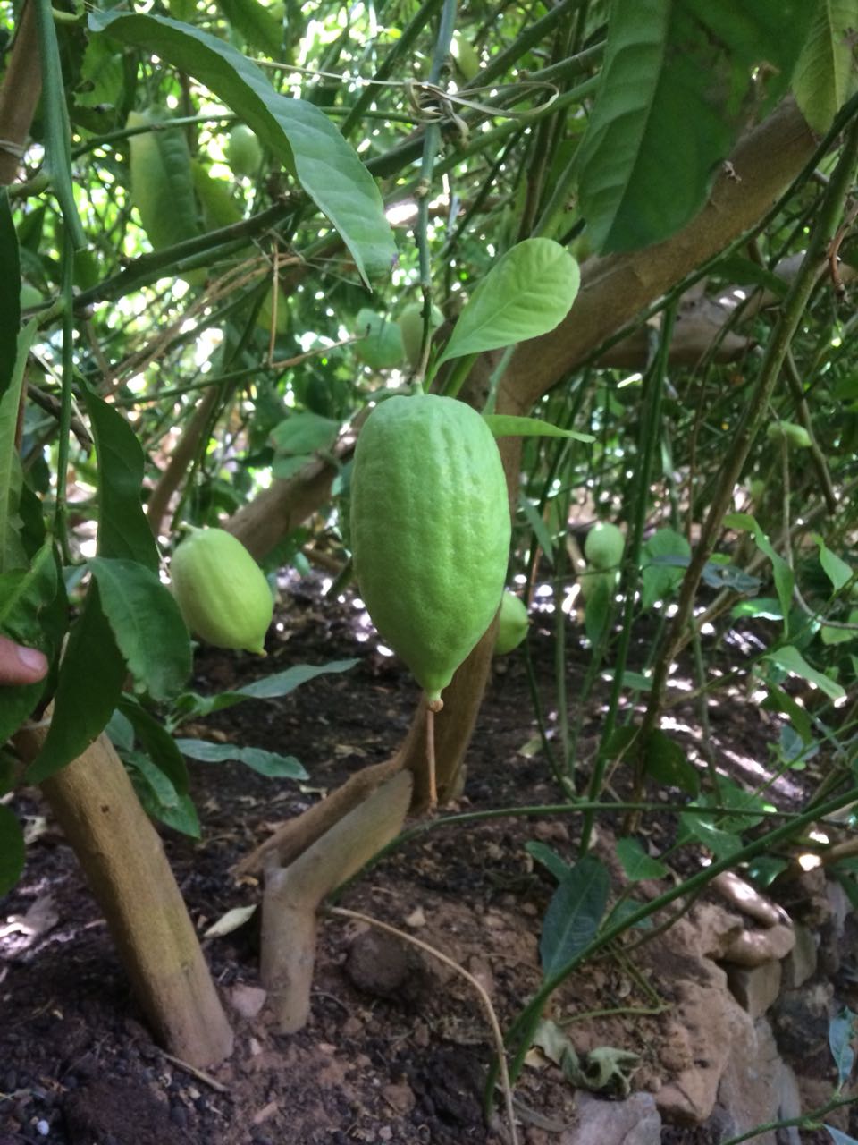 IMG-20180820-WA0019 (1).jpg