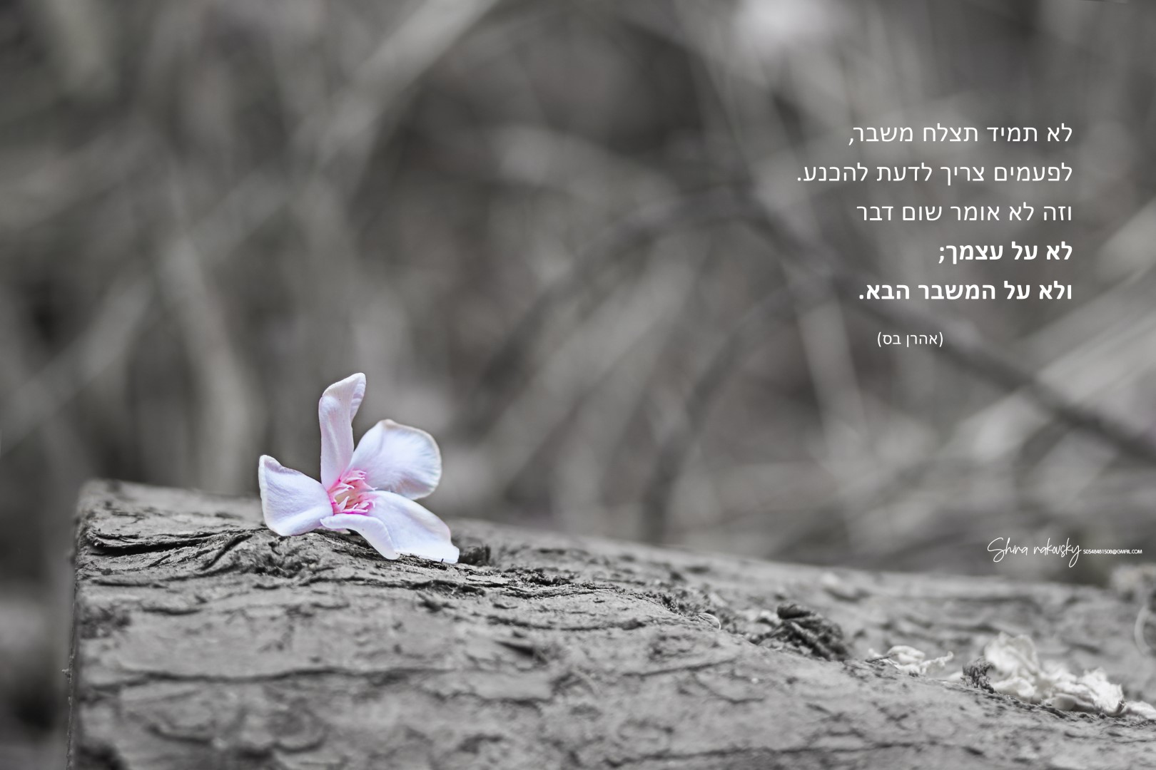 IMG_0107 copy (Large).jpg