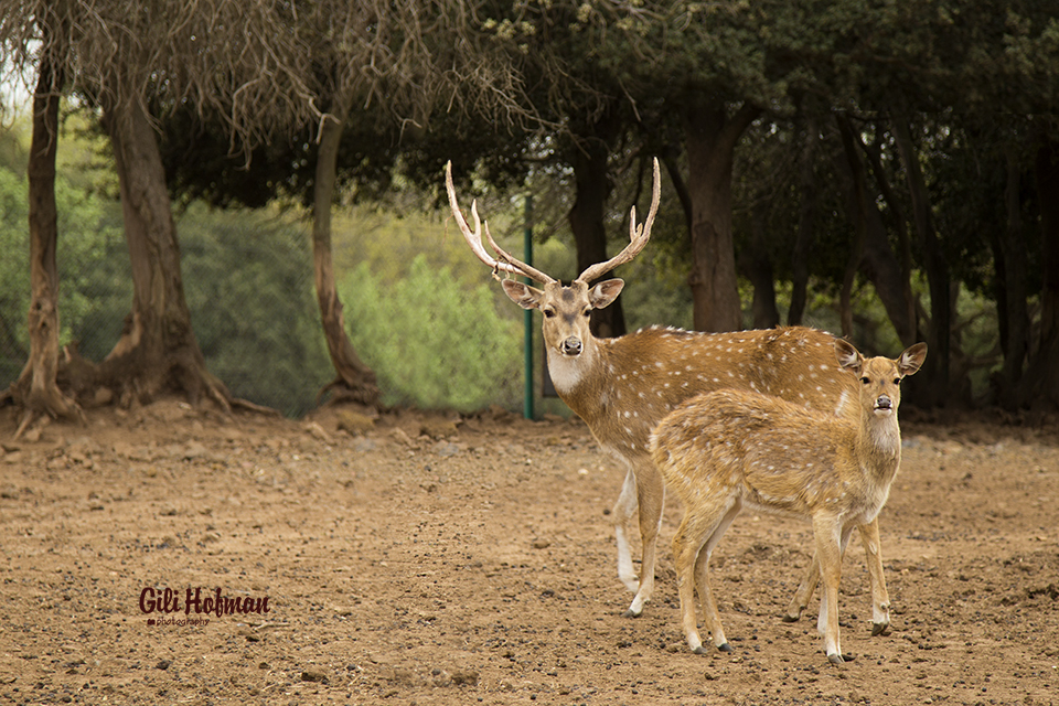 IMG_06   01 copy.jpg