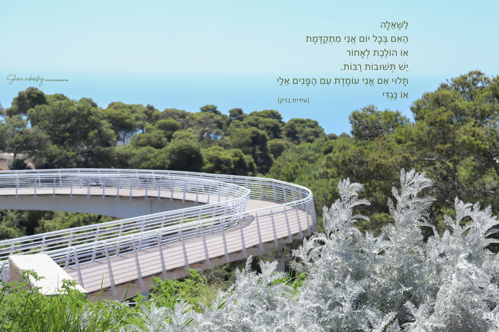 IMG_0740 copy (Large).jpg