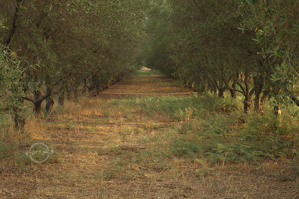 IMG_2021מוקטן כל הזכויות שמורות!!.jpg