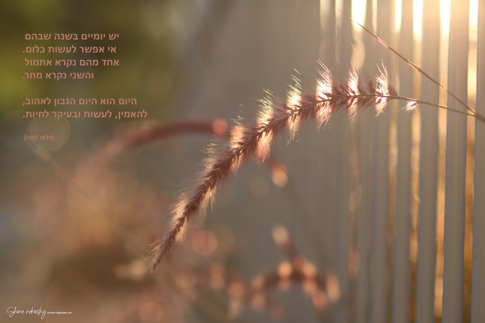 IMG_2486 copy (Large).jpg