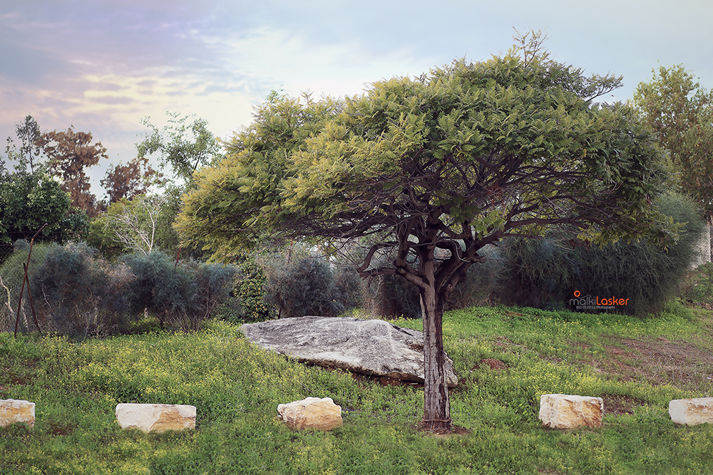 IMG_2728 ב הורדת רוויה copy.png