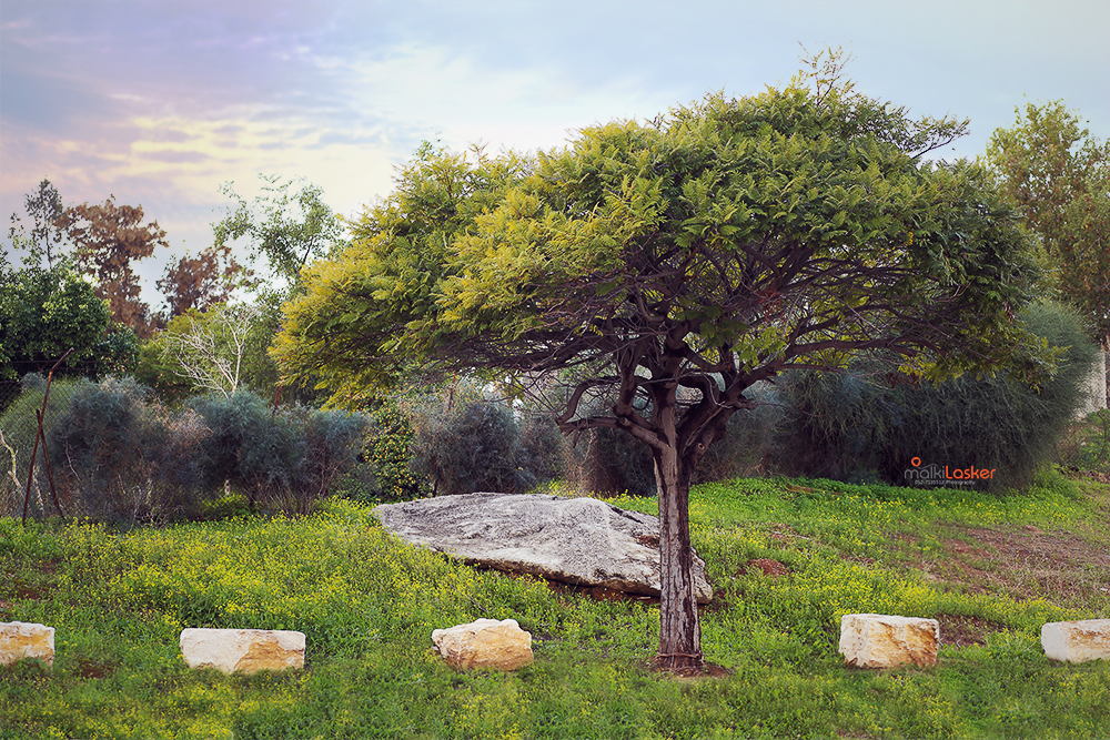 IMG_2728 ר נמוכה.png