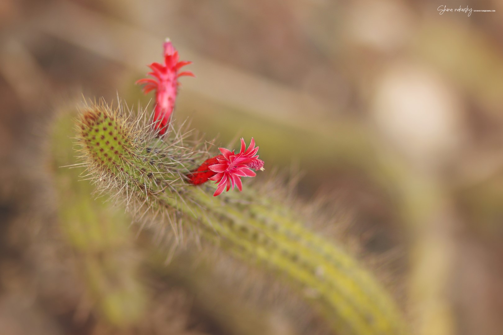 IMG_4227 copy (Large).jpg