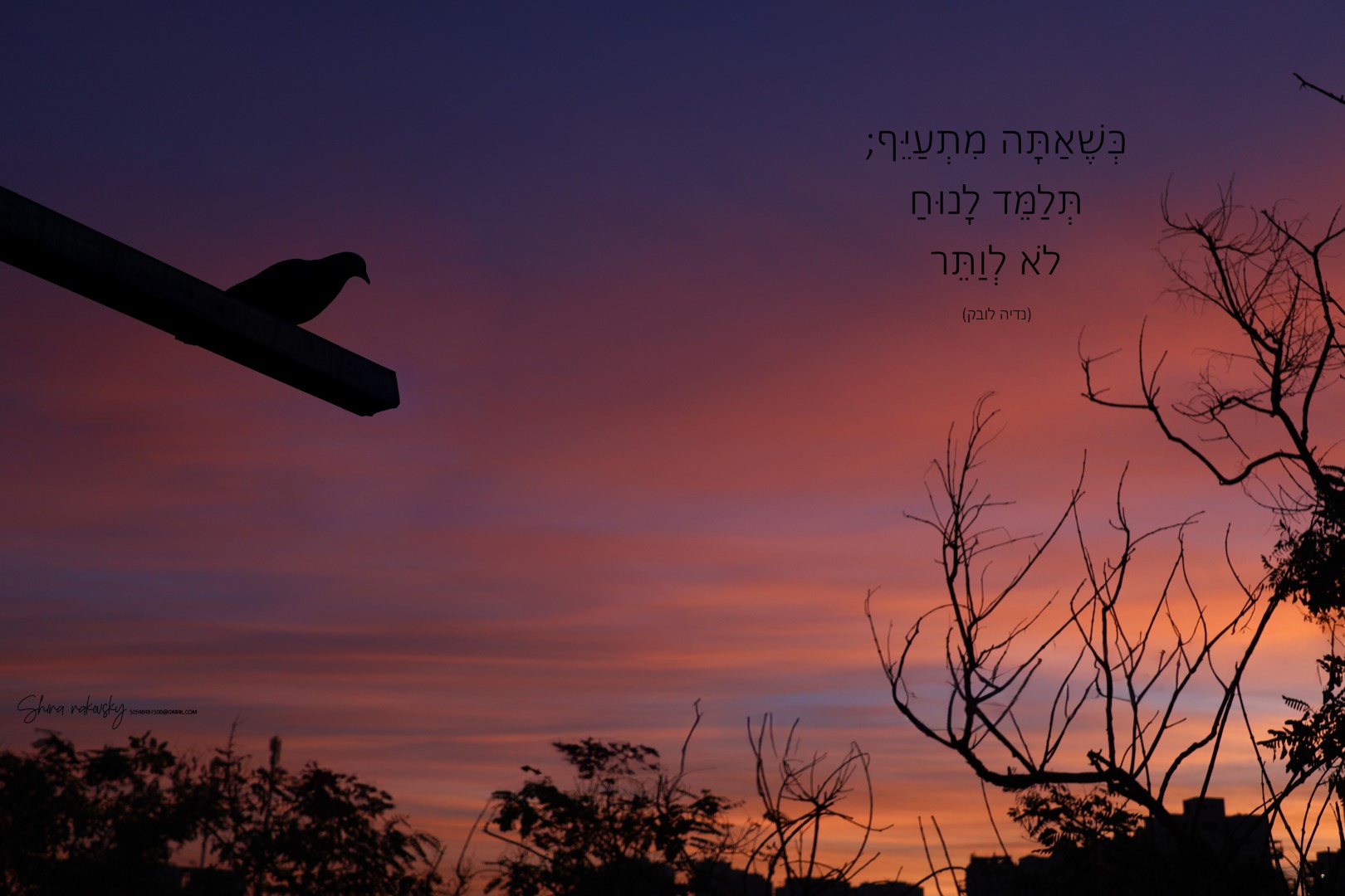 IMG_4357 copy (Large).jpg