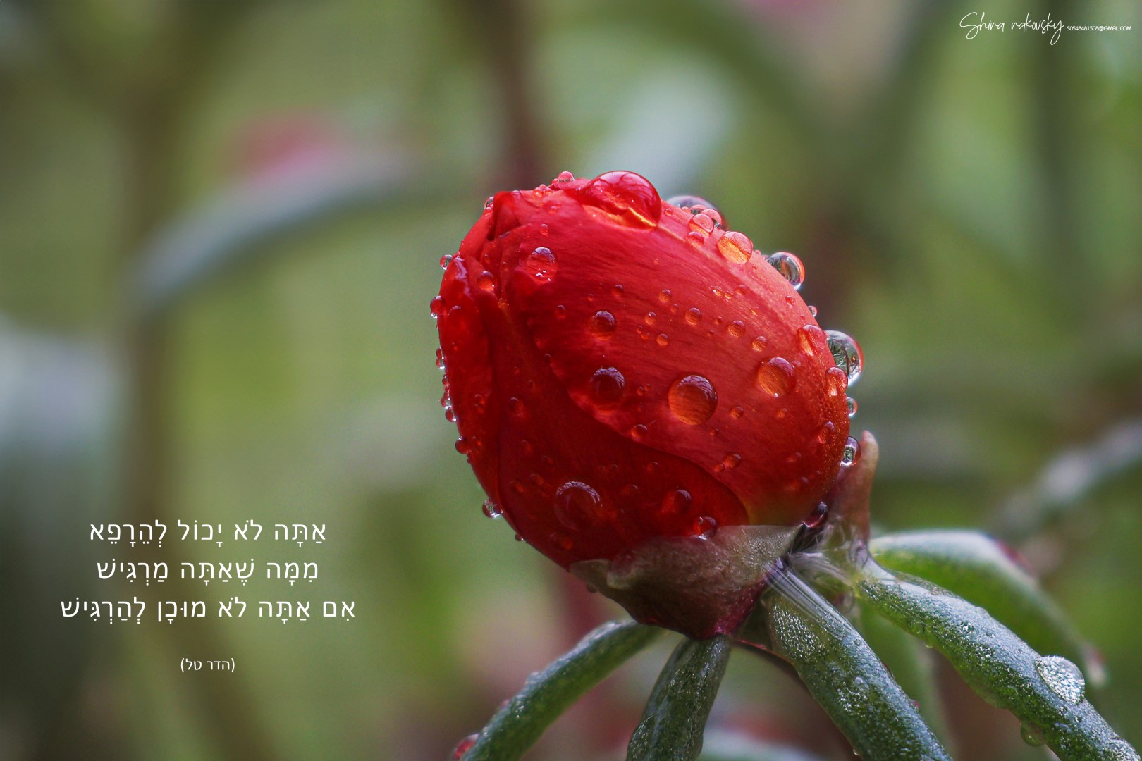 IMG_5118 copy (Large).jpg