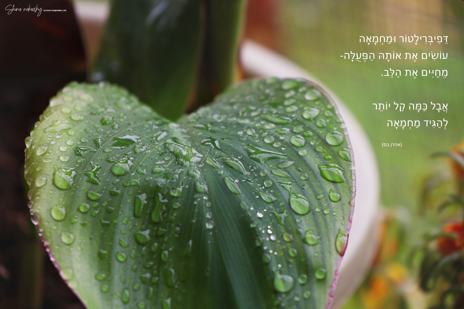 IMG_5290 copy (Large).jpg