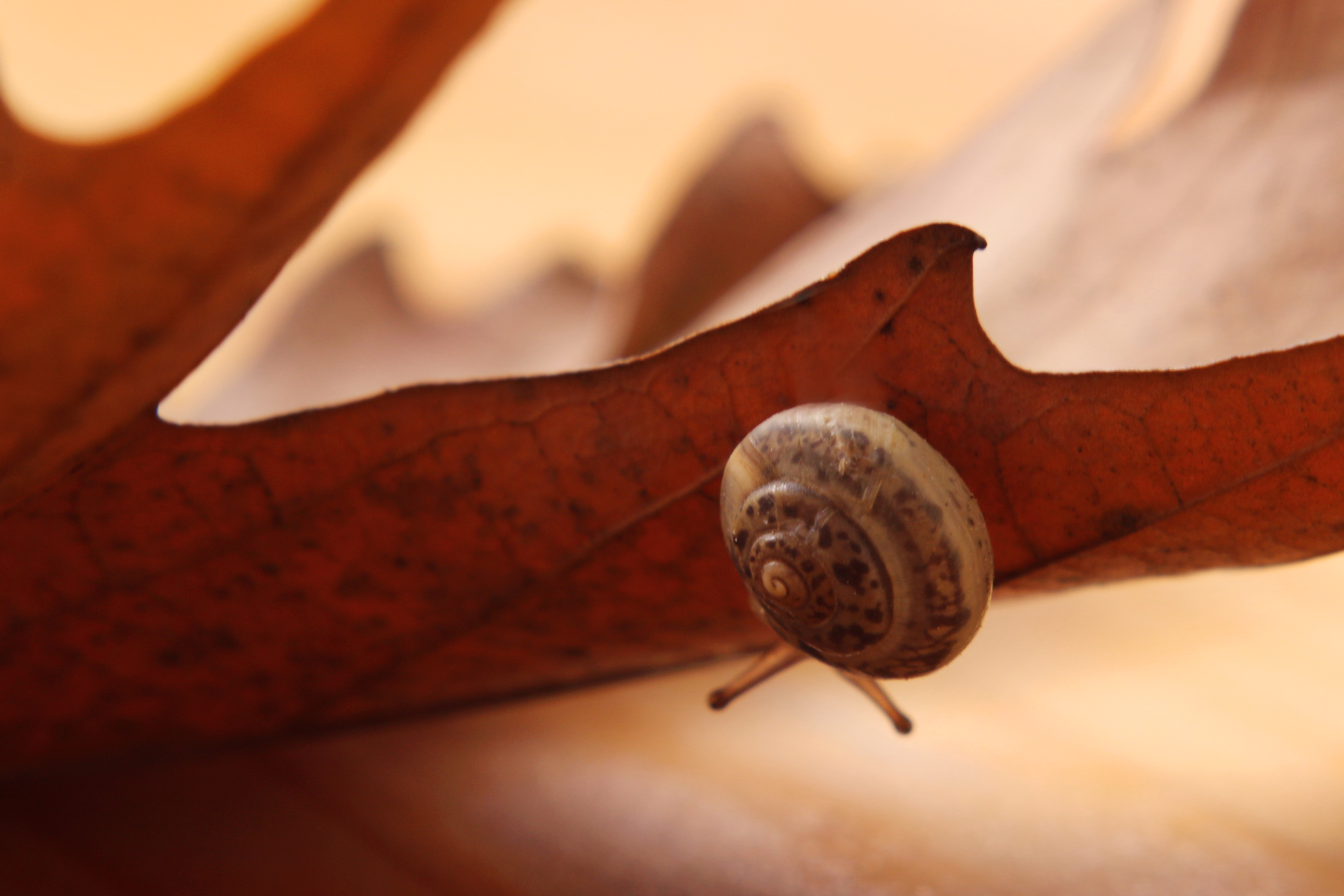 IMG_5368 copy ח.jpg