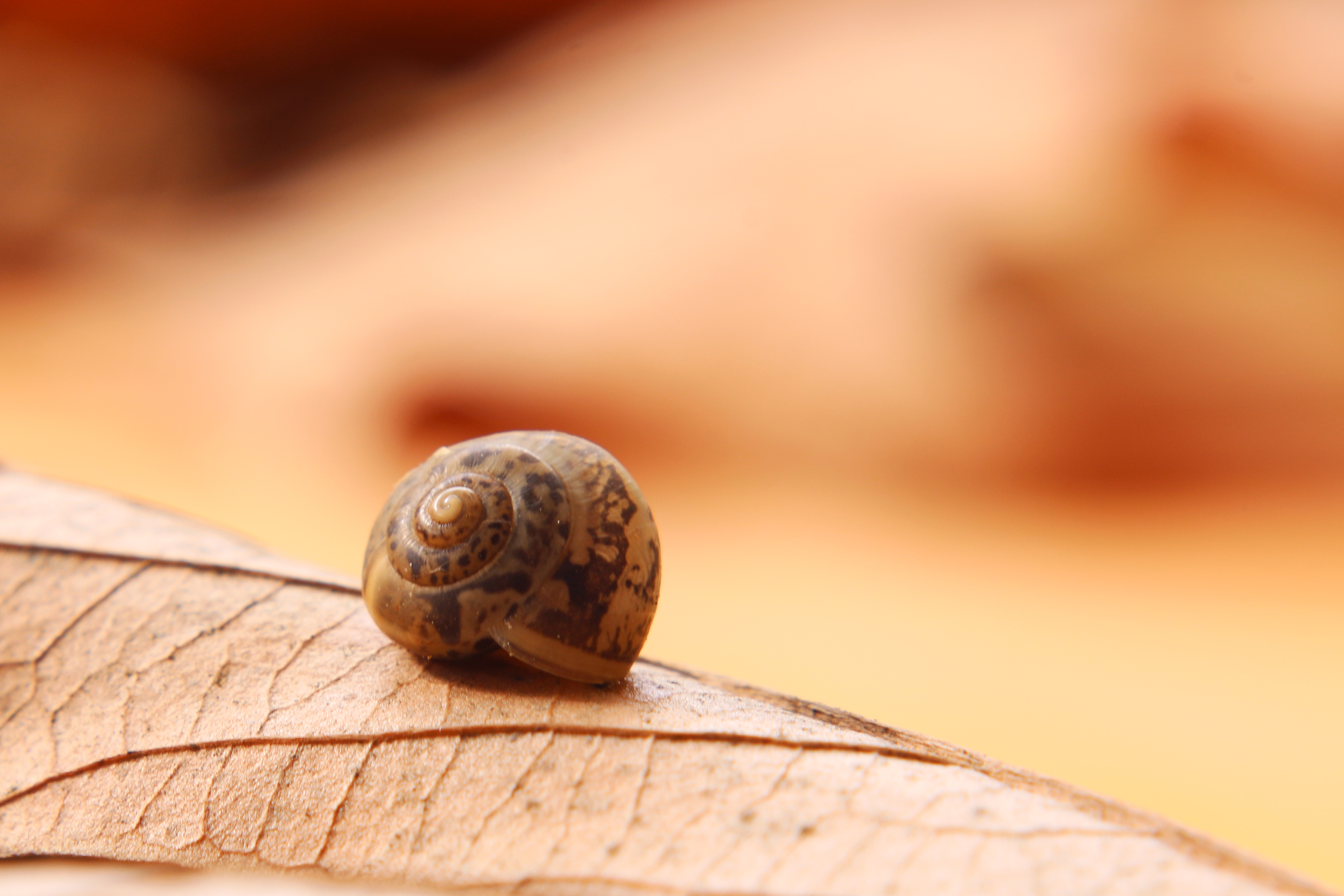 IMG_5373 copy ח.jpg