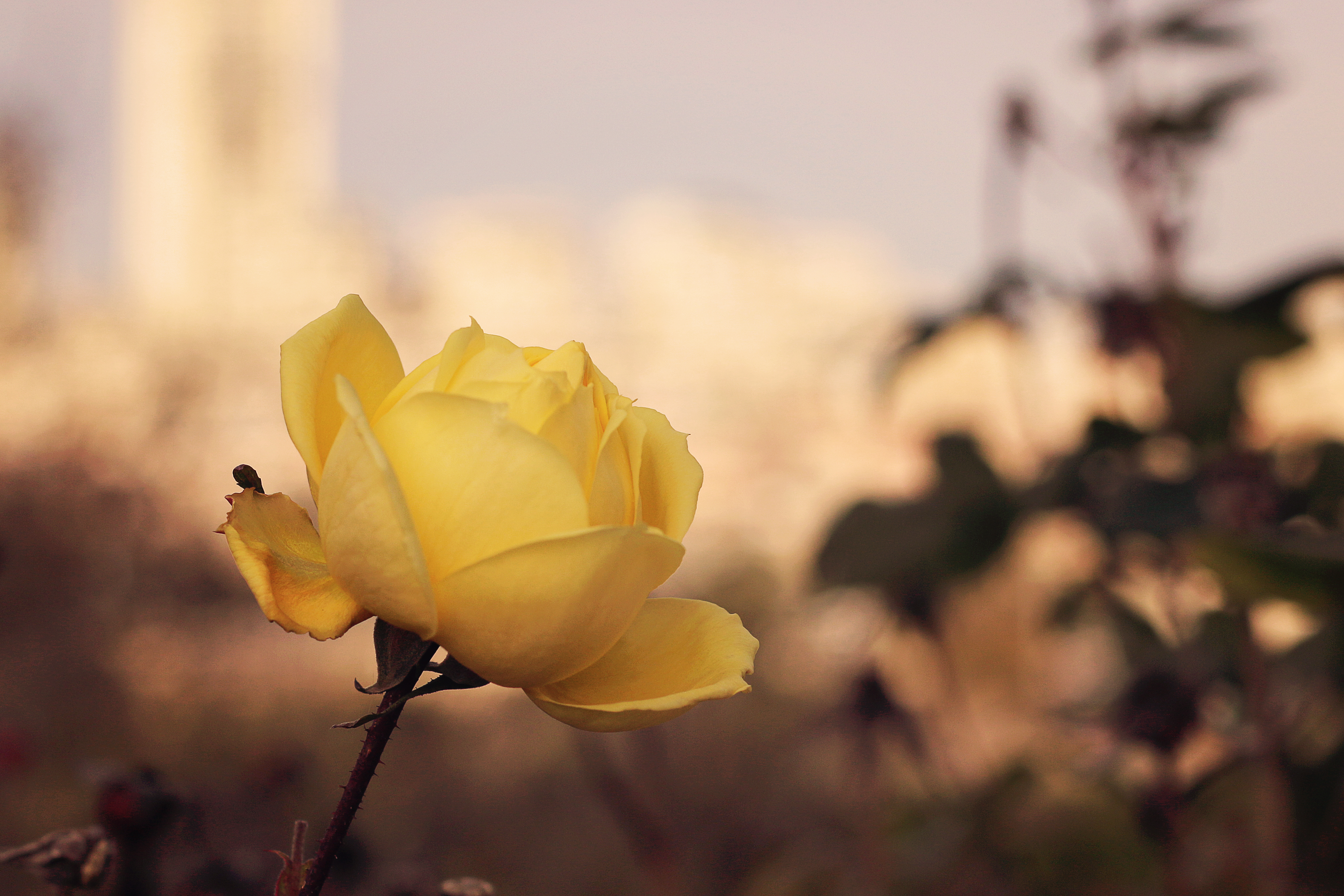 IMG_6077 copy+ copy.jpg