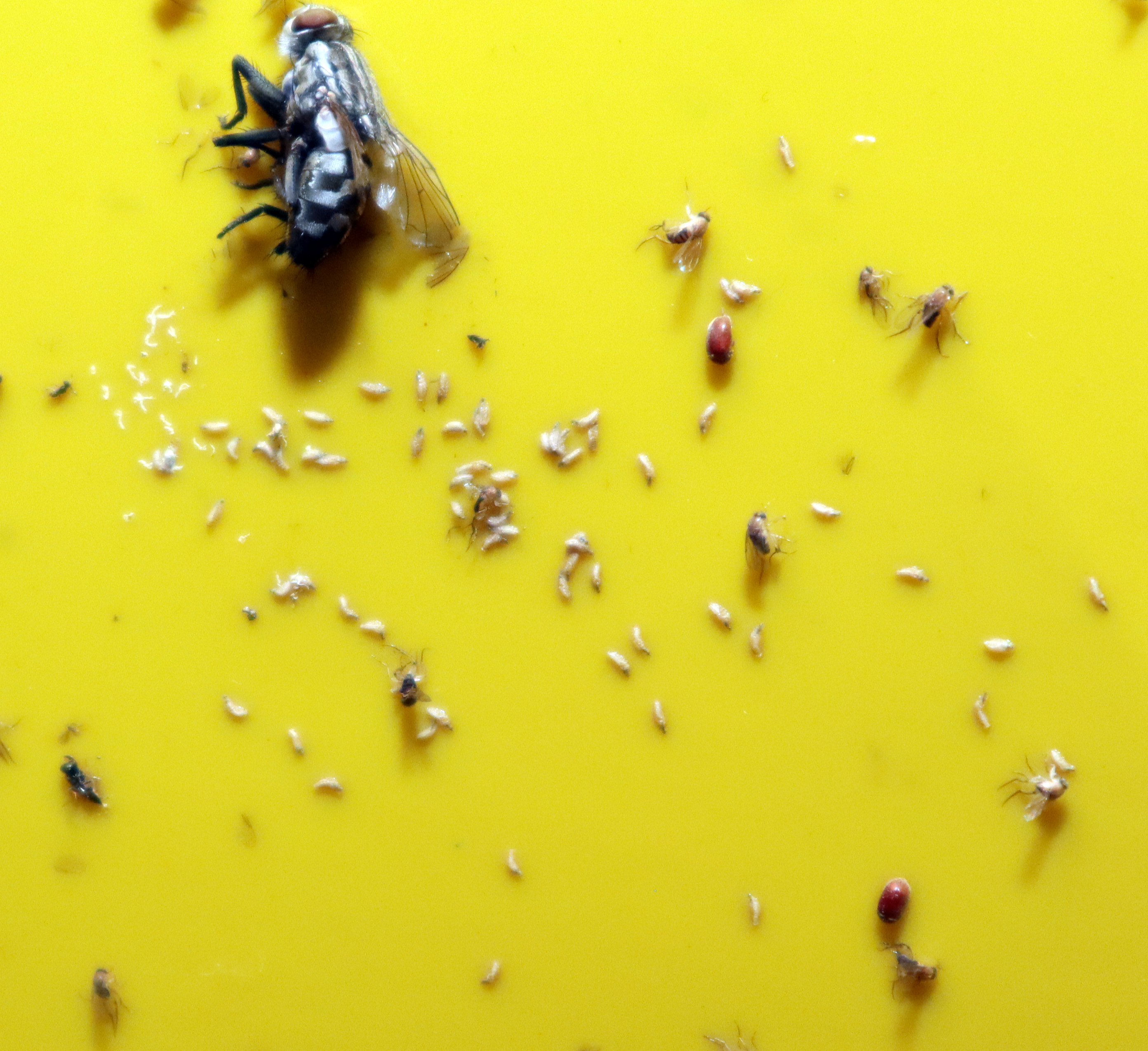 IMG_6905 העתק.jpg