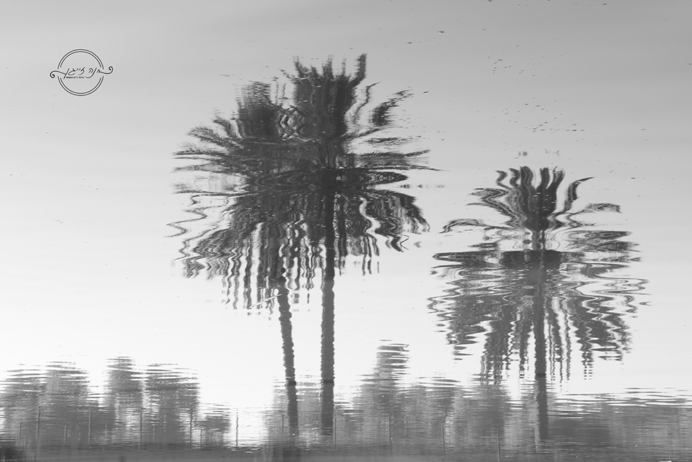 IMG_7297אתגר מוקטן.jpg