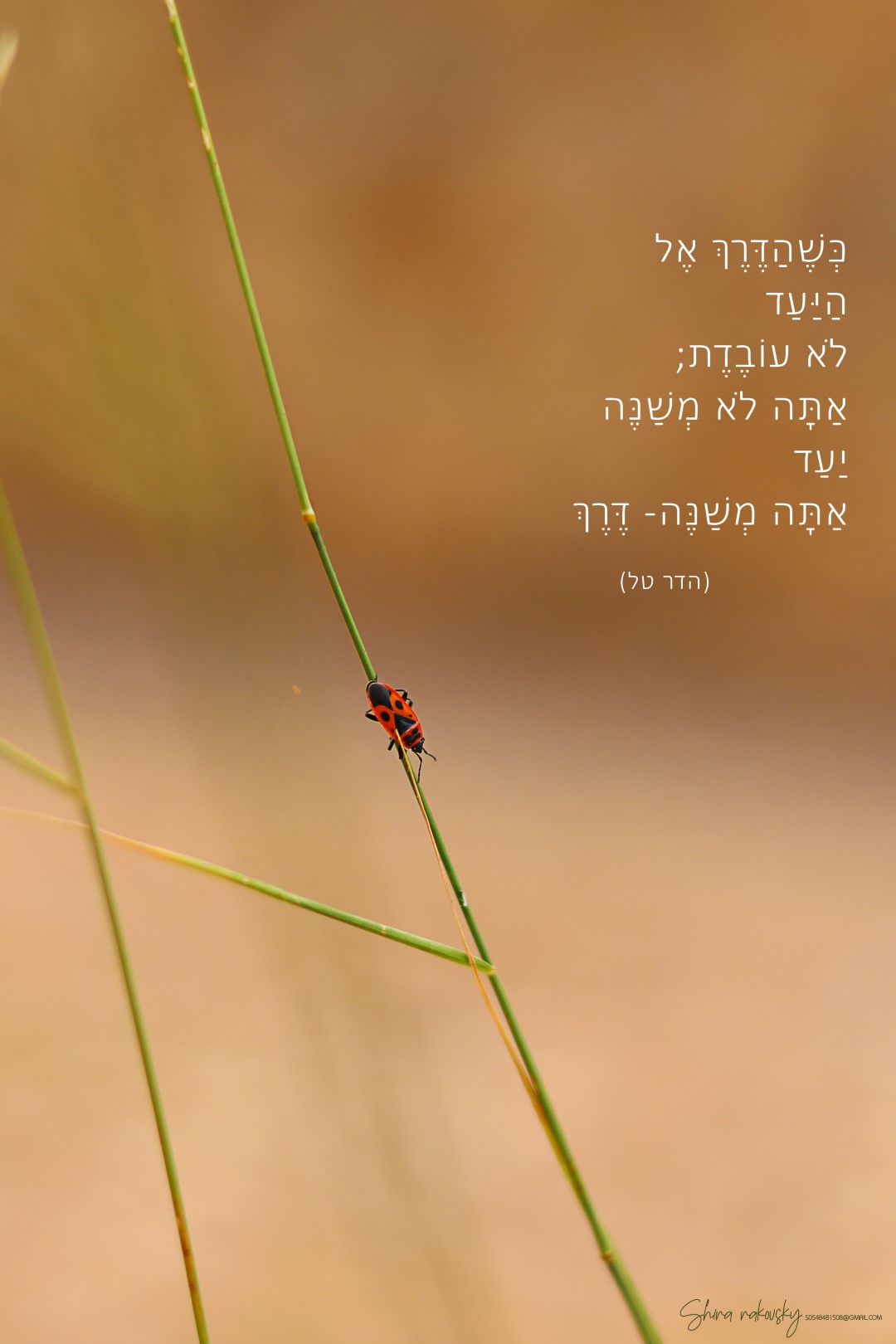 IMG_7361 העתק (Large).jpg