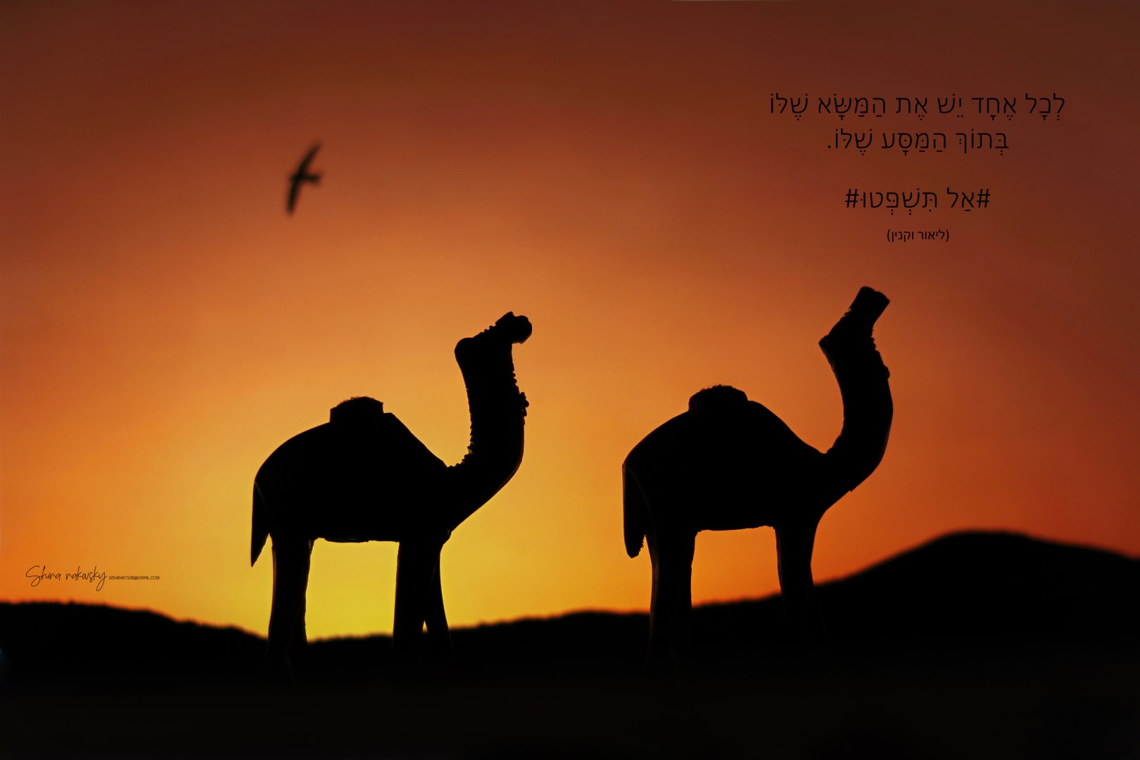 IMG_7468 copy (Large).jpg