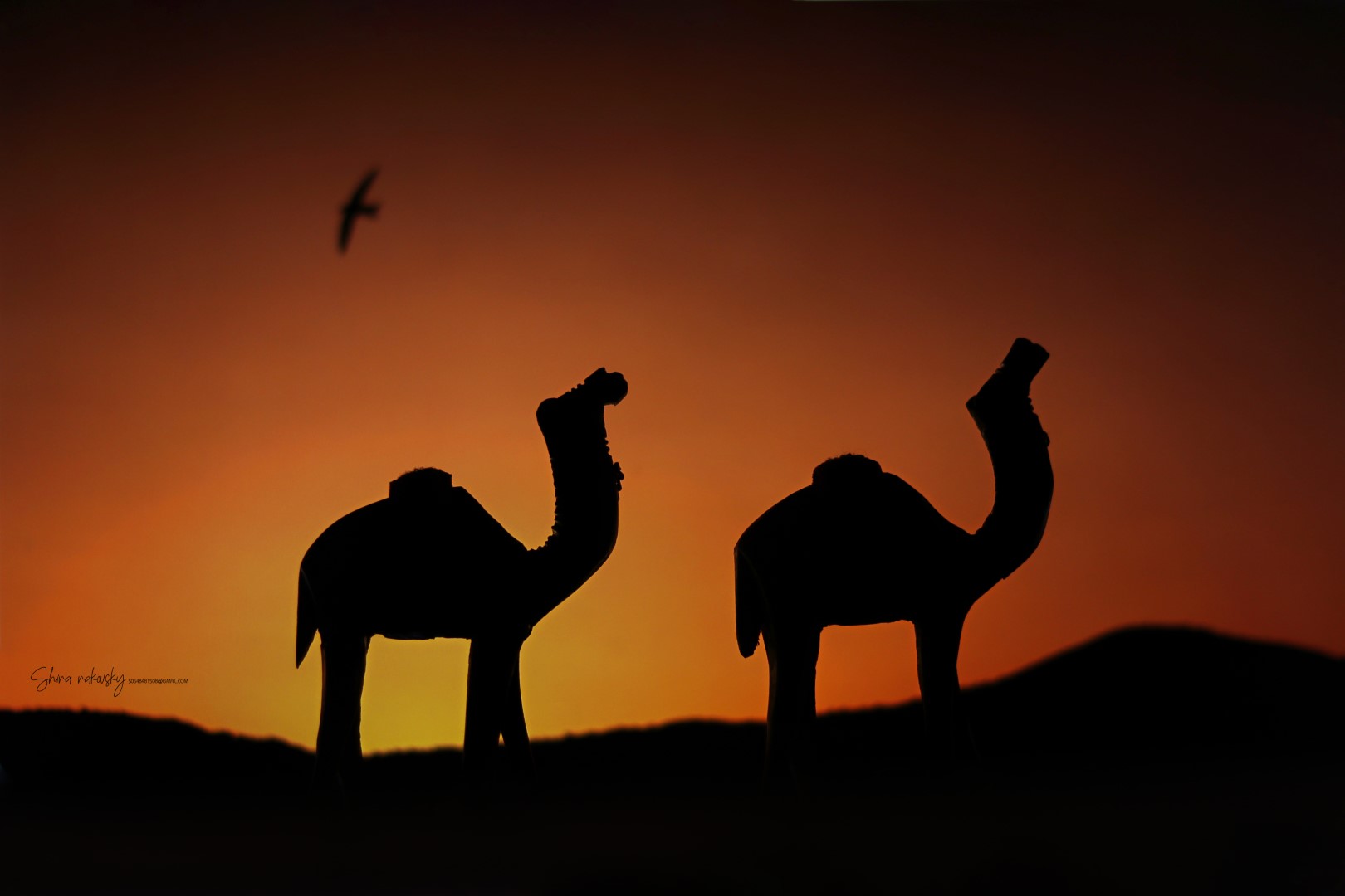 IMG_7468 (Large).jpg