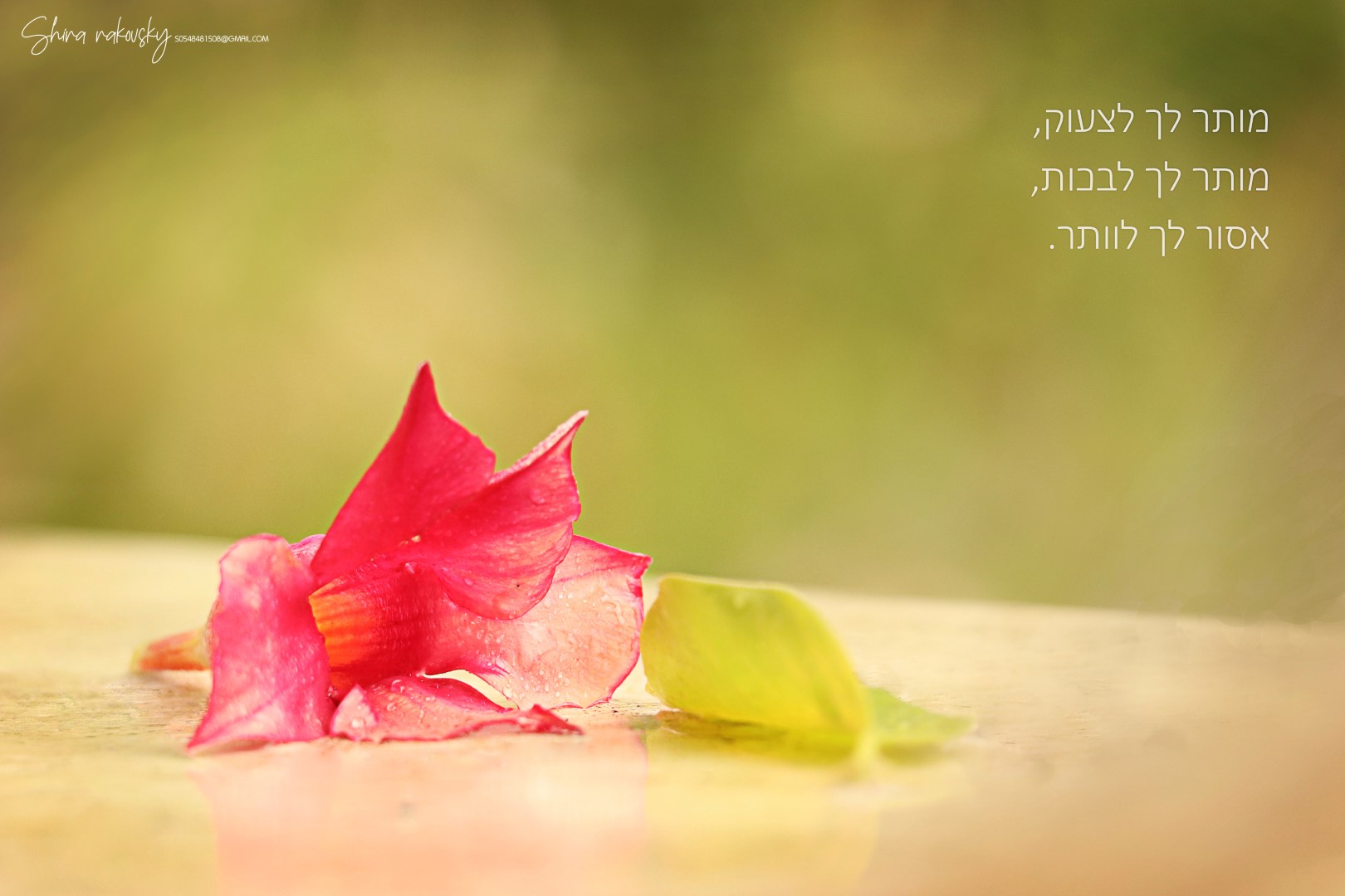 IMG_7478 (Large).jpg