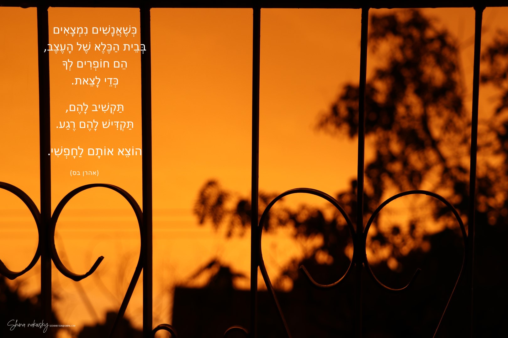 IMG_7602 העתק (Large).jpg